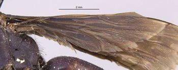 Media type: image;   Entomology 26231 Aspect: Wing hind